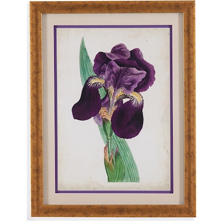 Curtis Iris I